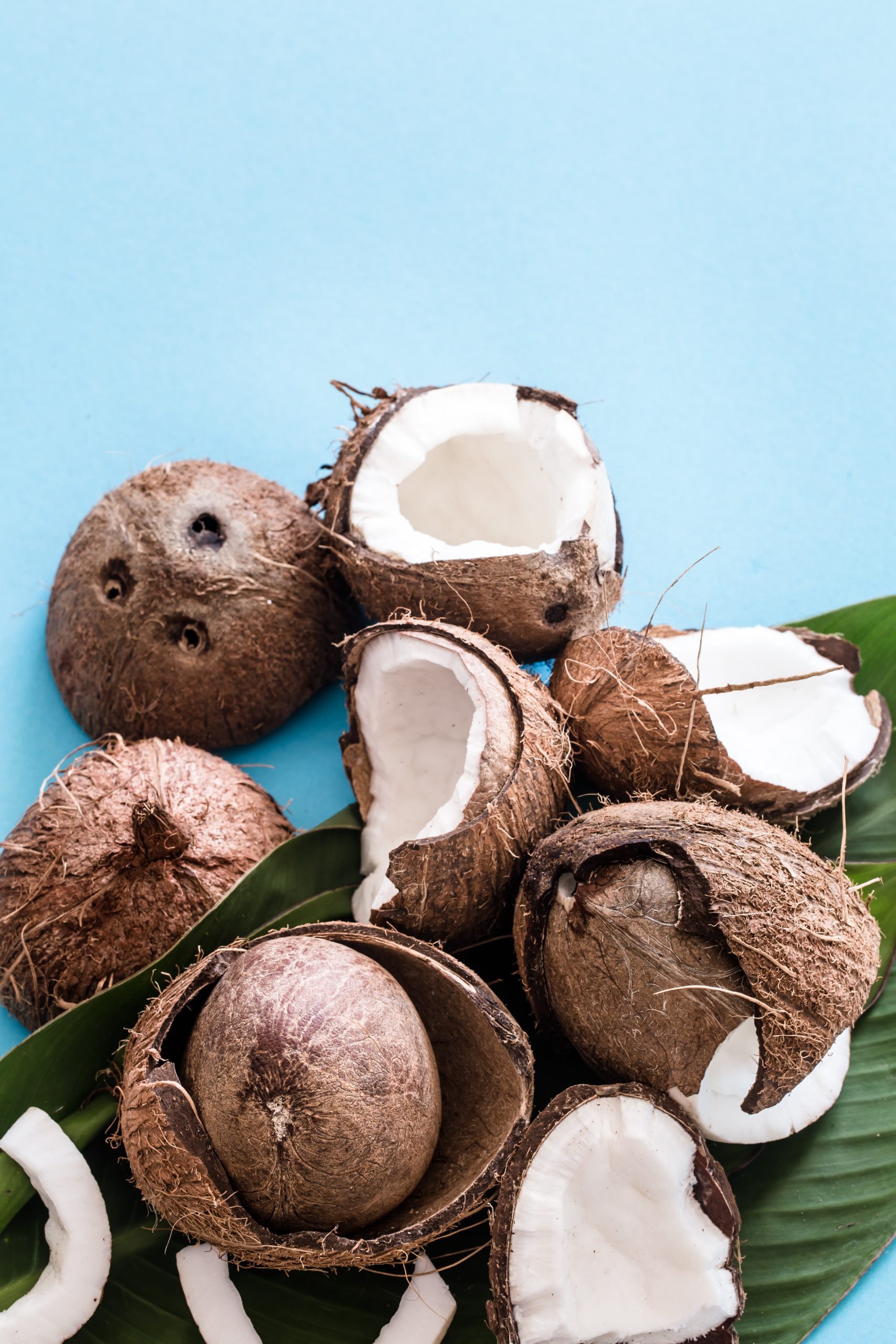 Coconut with tropical leaves on a blue background. Flat