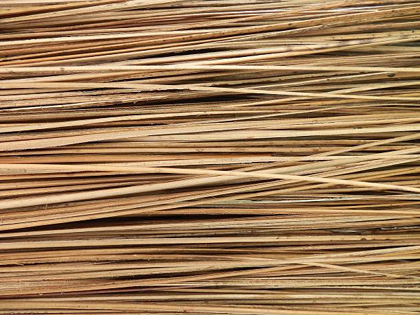 Nature Background, Group Of Broom Nature Background, Group Of Broom