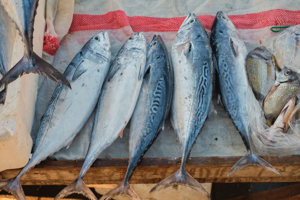 ikan (1) ikan (1)